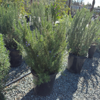Blue Spires Rosemary