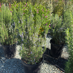 Blue Spires Rosemary