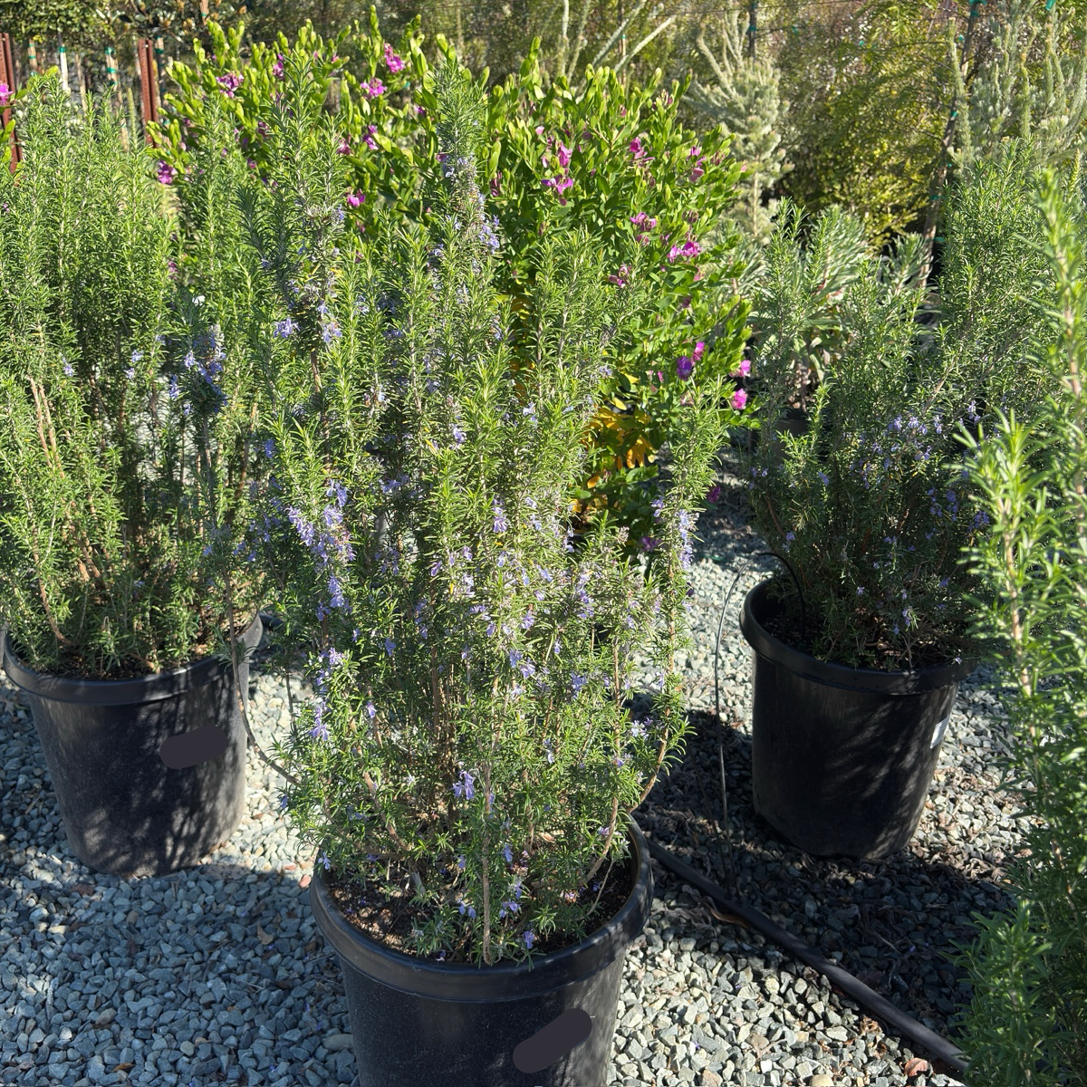 Blue Spires Rosemary