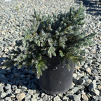 Blue Star Singleseed Juniper