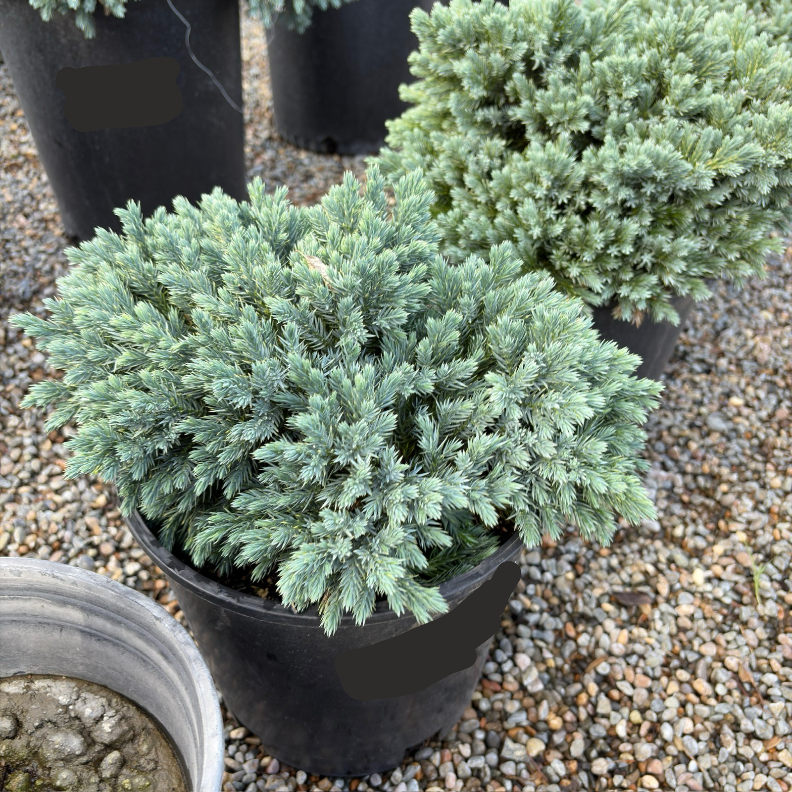 Blue Star Singleseed Juniper