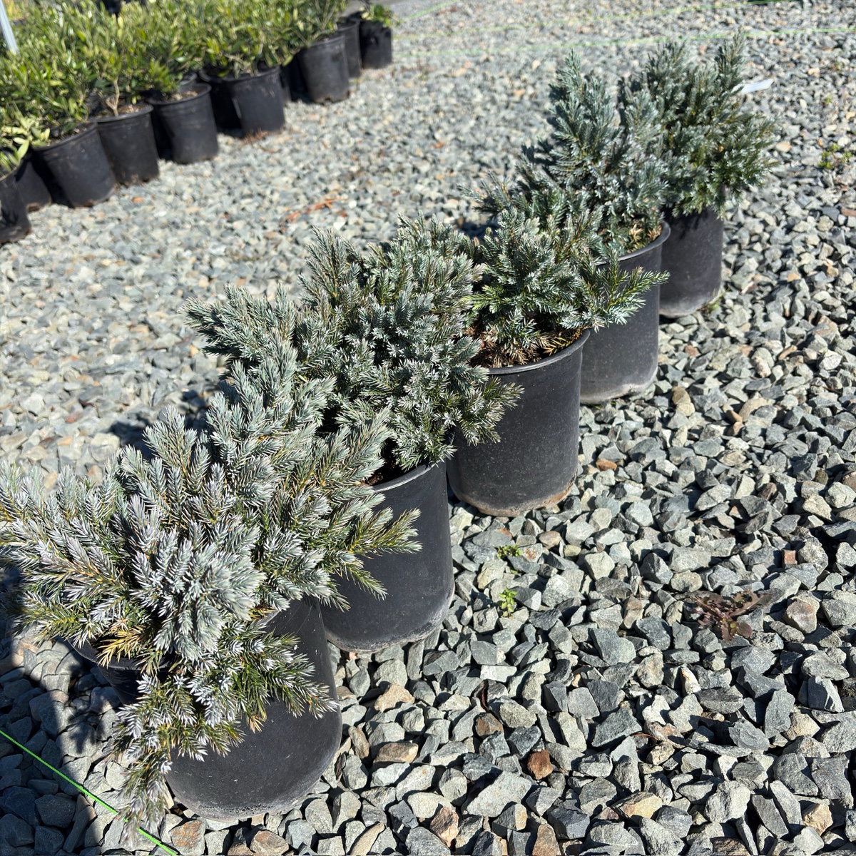Blue Star Singleseed Juniper