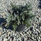 Blue Star Singleseed Juniper