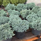 Blue Star Singleseed Juniper