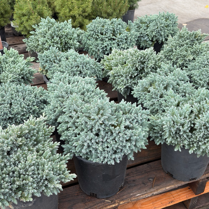 Blue Star Singleseed Juniper