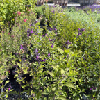 Blue Velvet Sage