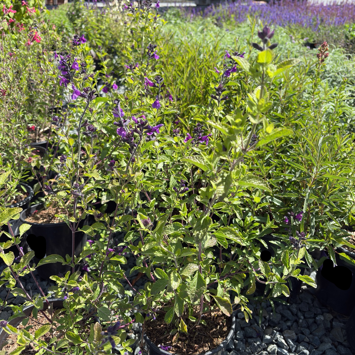 Blue Velvet Sage