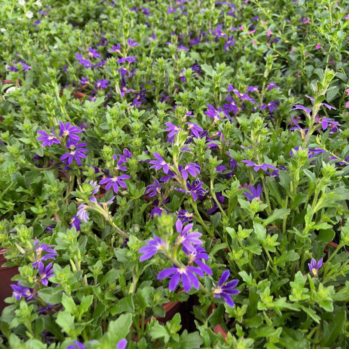 Blue Violet  Fan Flower