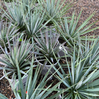 Group of Blue Sentry Yucca in pots on a gravel surface