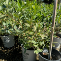 Bluecrop Blueberry in pots with visible branding in a garden setting