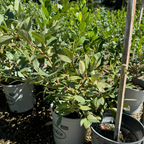 Bluecrop Blueberry in pots with visible branding in a garden setting