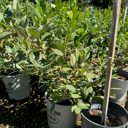 Bluecrop Blueberry in pots with visible branding in a garden setting