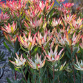 Blush Cone Bush