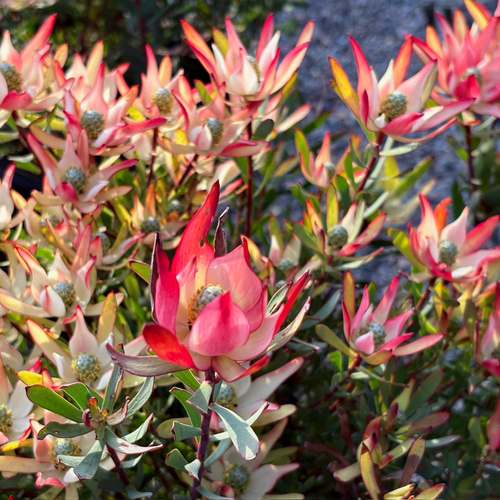 Blush Cone Bush