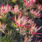 Blush Cone Bush