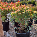 Blush Cone Bush