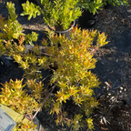 Blush Cone Bush