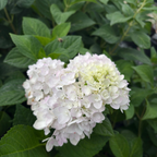 Blushing Bride ES® Hydrangea