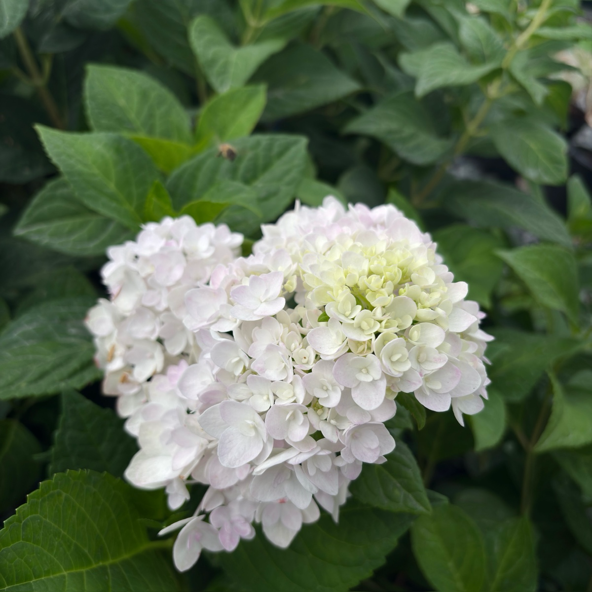 Blushing Bride ES® Hydrangea