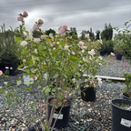 Potted Blushing Bride Rose of Sharon with pink flowers 
