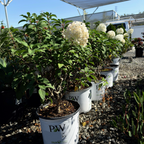 Bobo Panicle Hydrangea