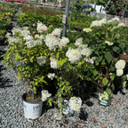 Bobo Panicle Hydrangea