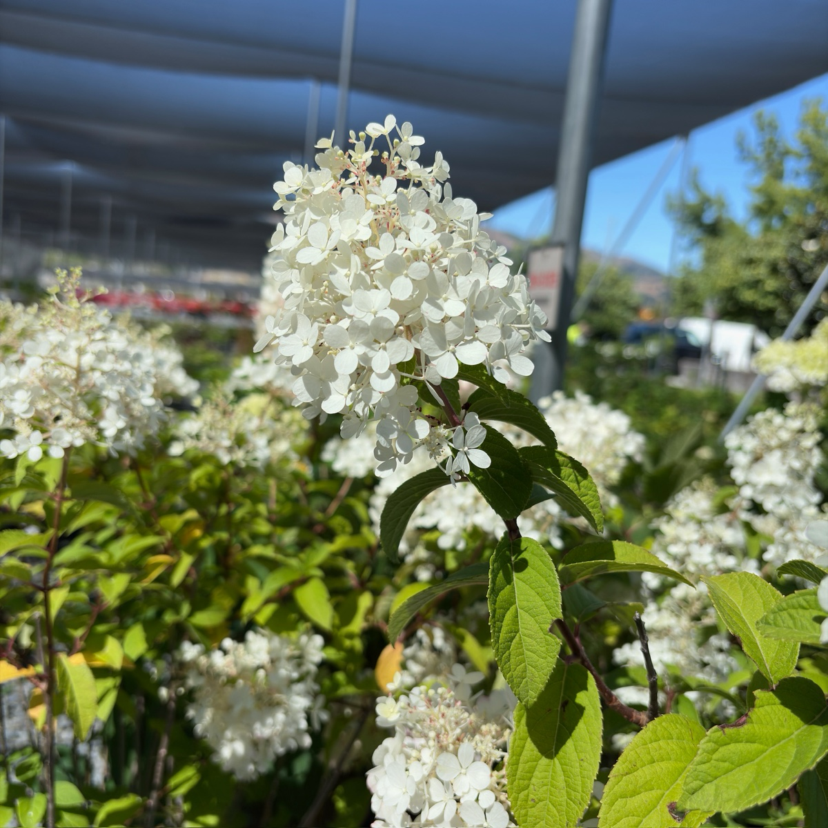 Bobo Panicle Hydrangea