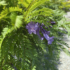 Bonsai Blue Dwarf Jacaranda