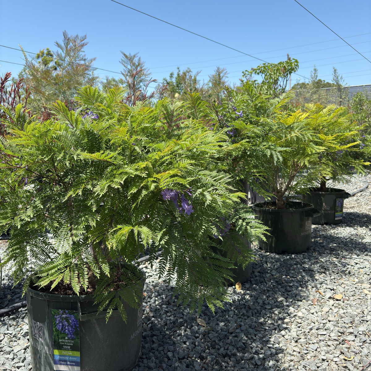 Bonsai Blue Dwarf Jacaranda
