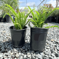 Boston Fern