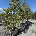 Bottle Tree