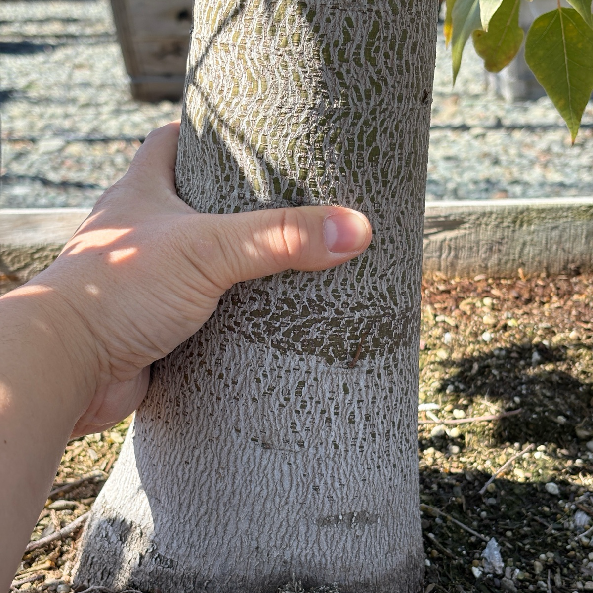 Bottle Tree
