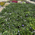 Bowles' Common Periwinkle