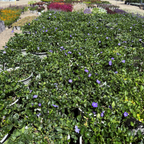 Bowles' Common Periwinkle