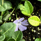 Bowles' Common Periwinkle