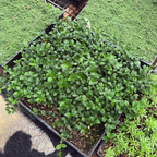 Bowles' Common Periwinkle