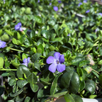 Bowles' Common Periwinkle