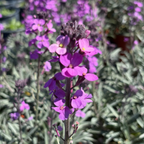Bowles' Mauve Wallflower