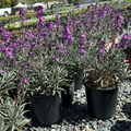 Bowles' Mauve Wallflower