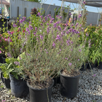 Bowles' Mauve Wallflower