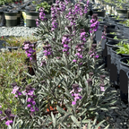 Bowles' Mauve Wallflower