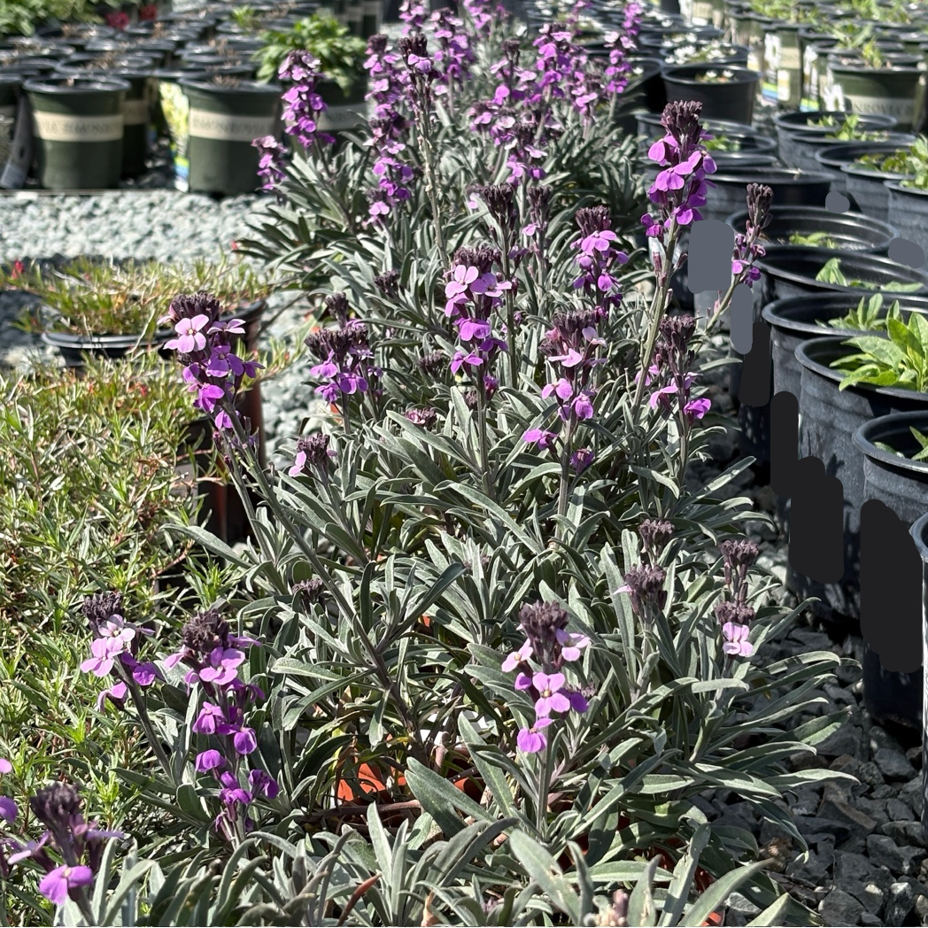 Bowles' Mauve Wallflower