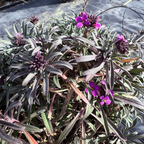 Bowles' Mauve Wallflower