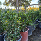Boxleaf Euonymus