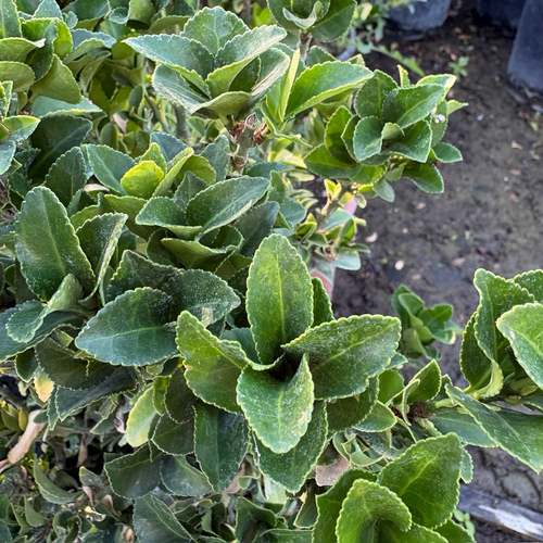 Boxleaf Euonymus