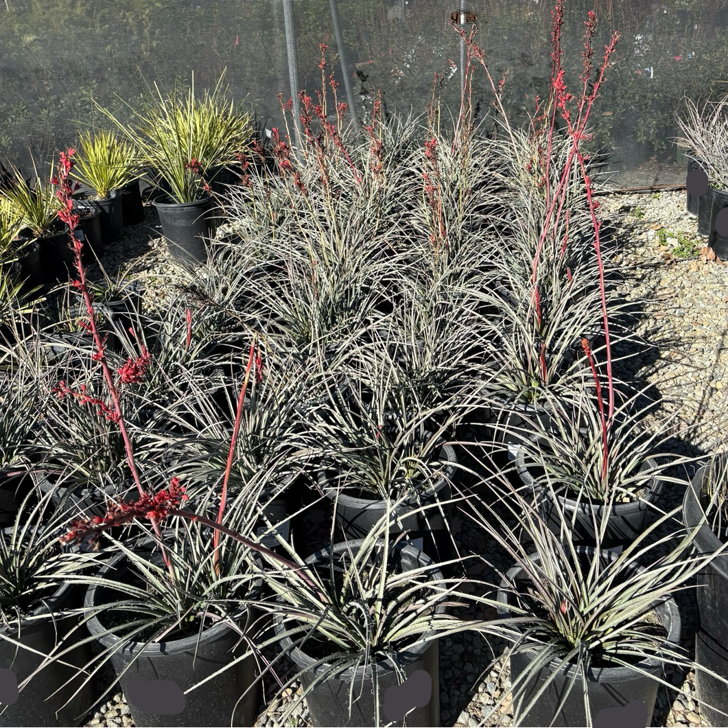 Brakelights Red Yucca
