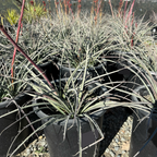 Brakelights Red Yucca