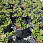 Bramble, Creeping Raspberry