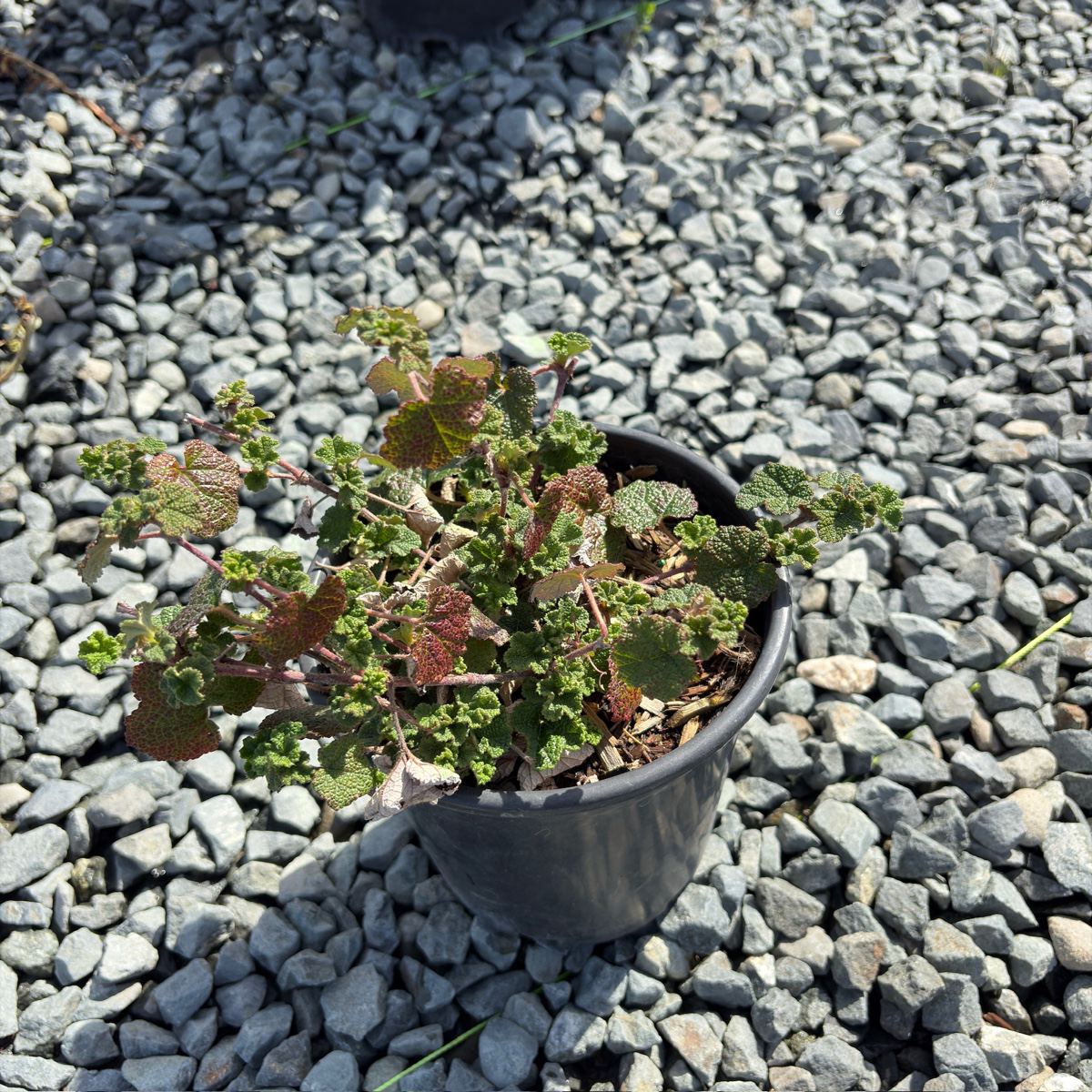 Bramble, Creeping Raspberry