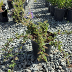 Bramble, Creeping Raspberry